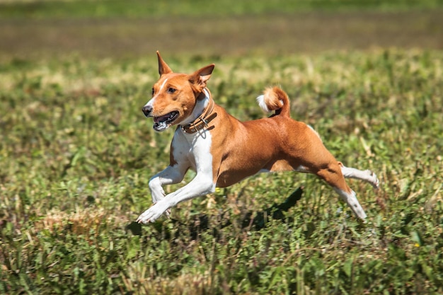Basenji lifted off the ground during the dog race\
competition