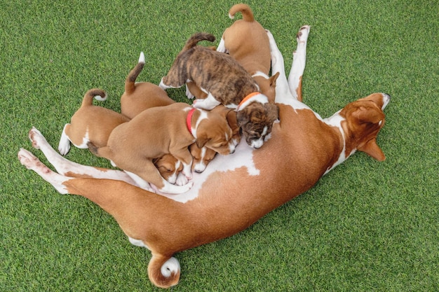 緑の床に横たわるバセンジーの子犬とメスのバセンジー犬