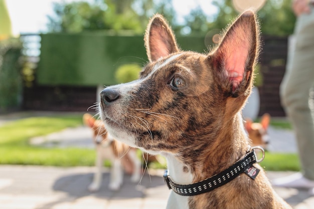 Basenji-puppy die in de tuin zit en aan de zijkant kijkt