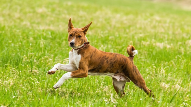 Basenji-puppy die in het veld rent op coursing-wedstrijd met kunstaas