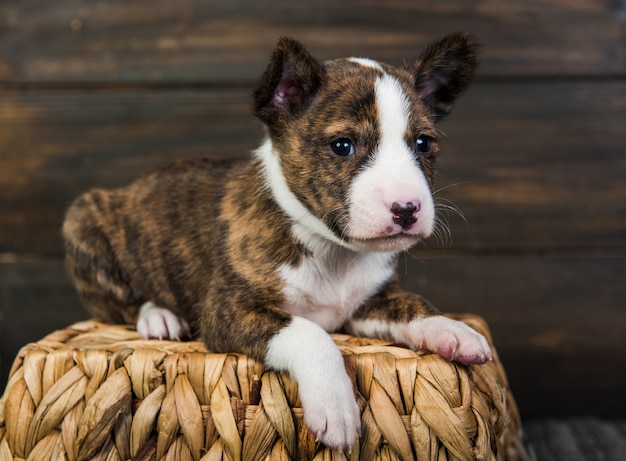 Photo basenji puppy dog in a basket on wooden wall