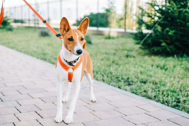 Basenji puppy dog standing on a path in the park while walking
