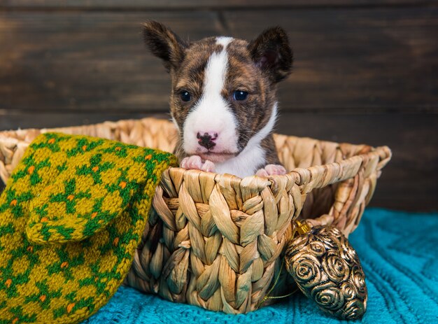 Basenji puppy dog in a wooden basket with heart