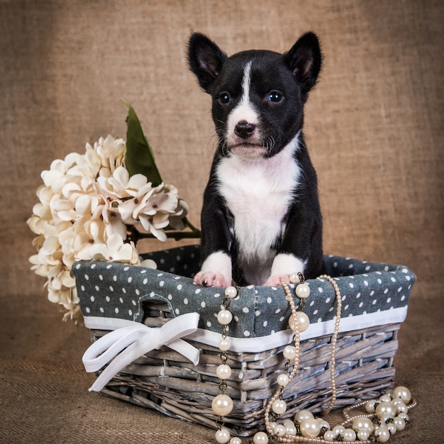 Basenji puppy is sitting in basket with flowers