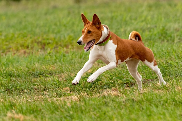 Basenji-puppy loopt voor het eerst op het veld