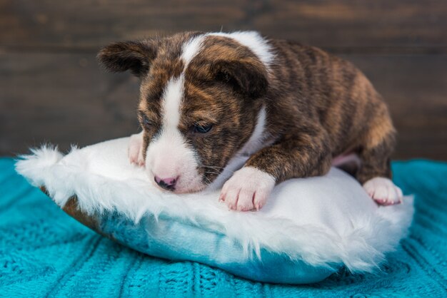 Basenji puppyhond op een wit pluizig hoofdkussen