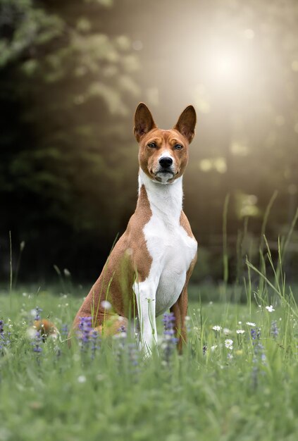 Basenji with flowers