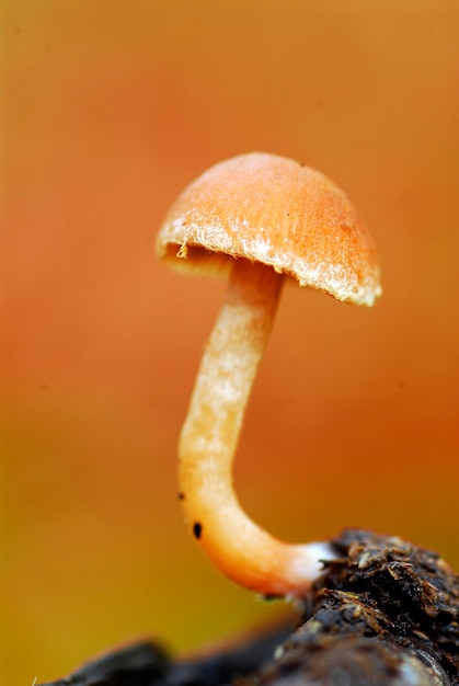 A basidiomycete fungus grows on a piece of dead wood