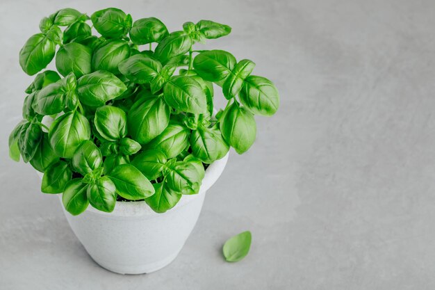 バジル 灰色の背景に鍋に緑の葉を持つバジルの植物