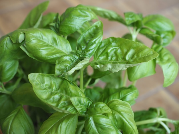 Basil (Basilicum) plant