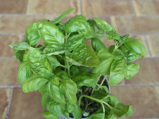 Photo basil (basilicum) potted plant