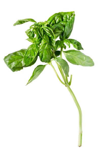 Basil branch isolated