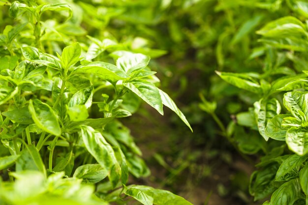 Basil on the bush in the garden