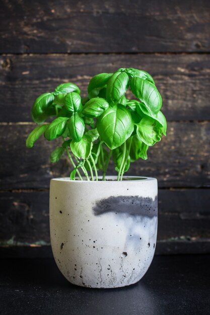 Basil bush green stems and petals