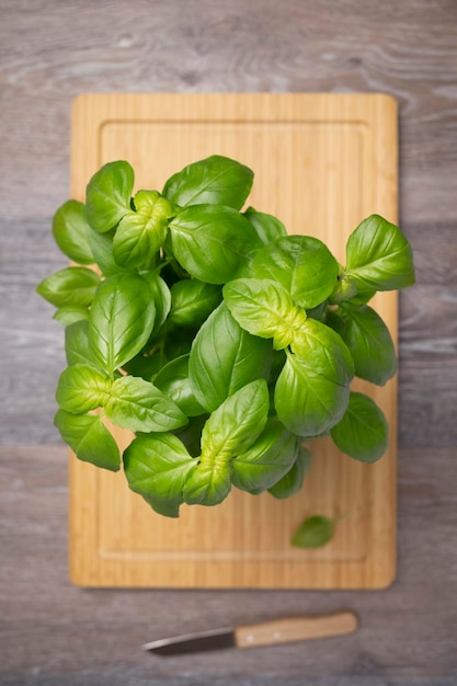 Basil bush in a pot Top view