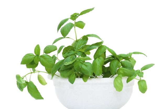 Basil bush with green leaves in pot isolated on white background