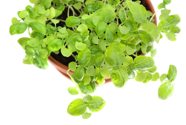 Basil in ceramic pot