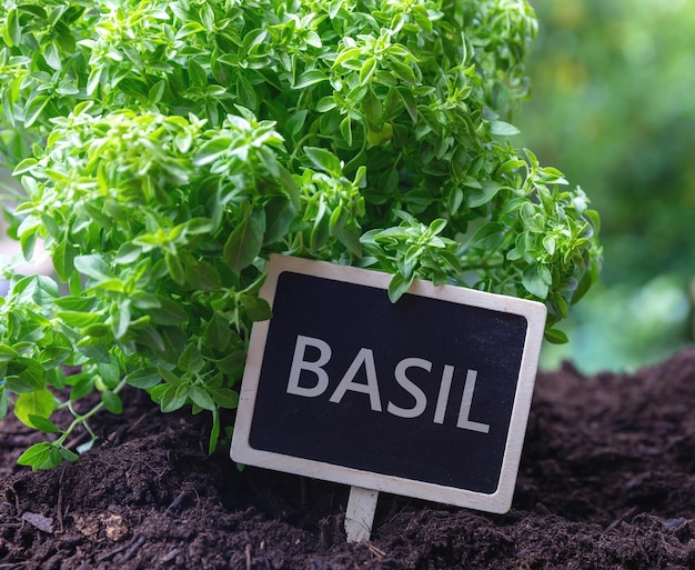 Basil culinary herb aromatic plant and text label great or\
sweet basil in soil close up