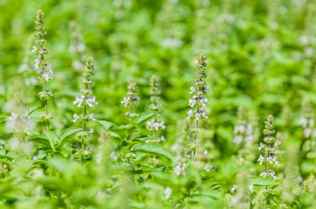 The basil field with flowers herb for aromatherapy