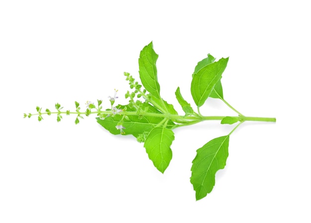 Basil flower isolated on white background