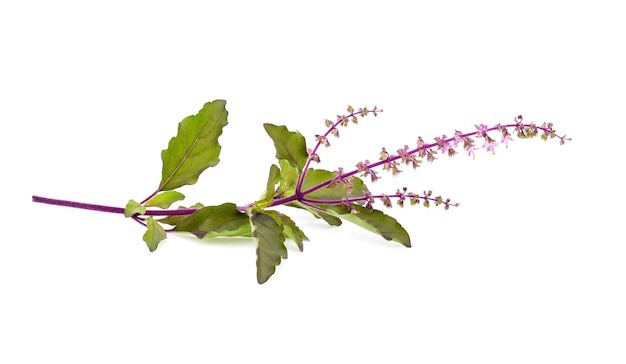 Foto fiore di basilico isolato su sfondo bianco