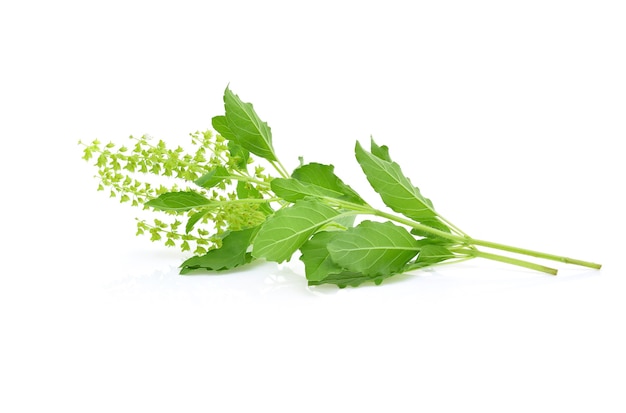 Basil flower isolated