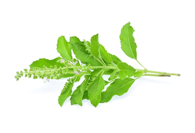 Basil flower on a white background