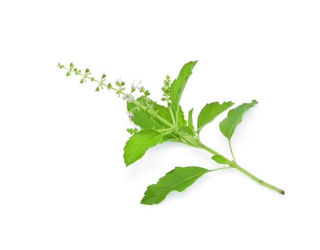 Basil flower on white