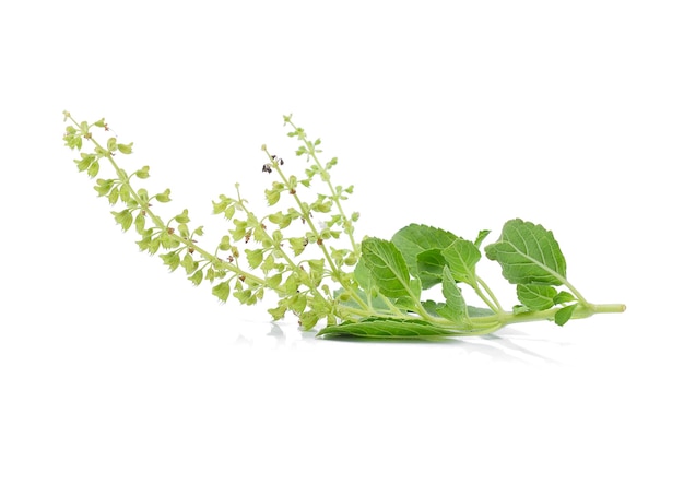 Basil flower on a white