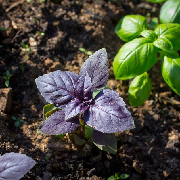 Basil in the garden in summer