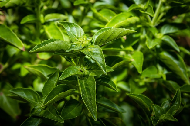 背景をぼかした写真の庭のバジル種 Ocimum basilicum