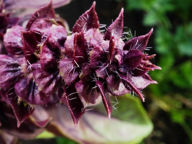 basil in the garden