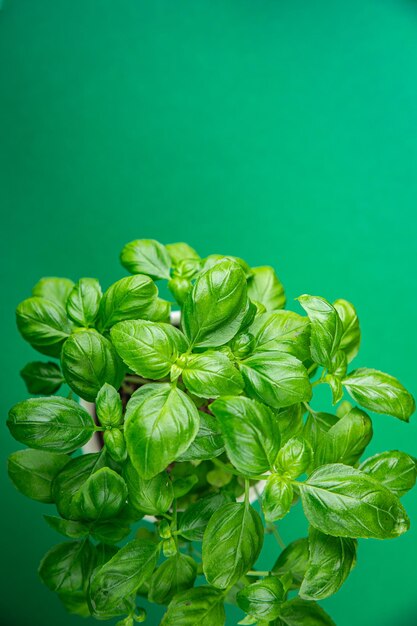 Photo basil green fresh bush herb fresh cooking appetizer meal food snack on the table copy space food