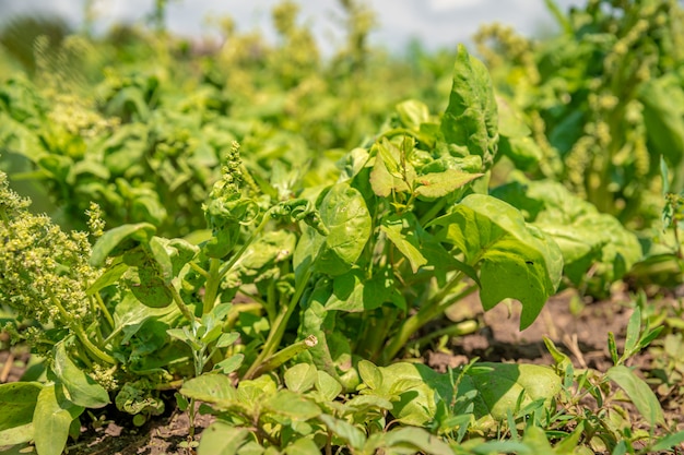 Basilico che cresce in un campo in una fattoria biologica