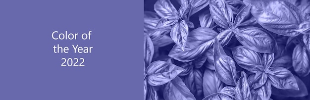 Basil grows in the garden. very peri, color of the year, 2022, blue, purple, selective focus.