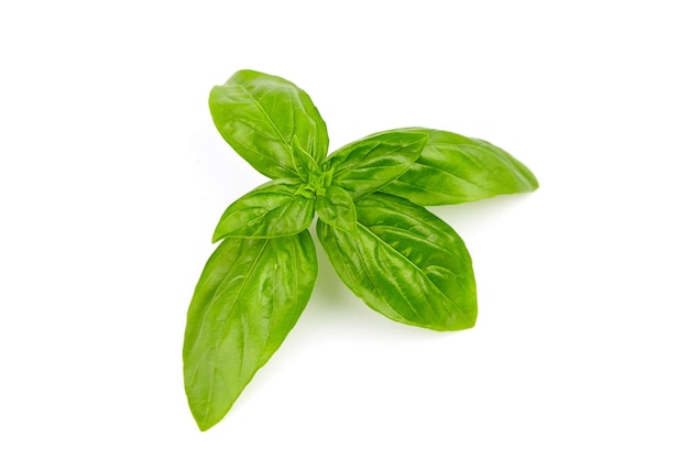 Basil herb leaves isolated on white background