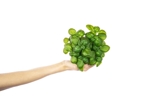 Basil herb seedling Woman holding pot with green basil isolated on white background