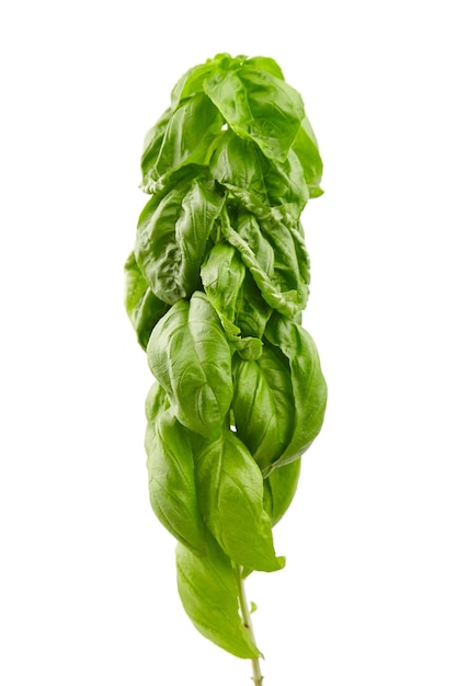 Basil herb with green fresh leaves isolated on white background