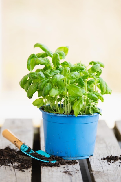 写真 春のガーデニングと植え付けの季節に草を植える草の庭