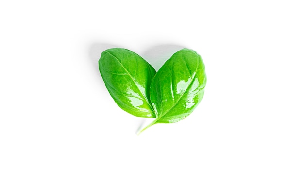 Basil isolated on a white background. Fresh basil leaves. High quality photo