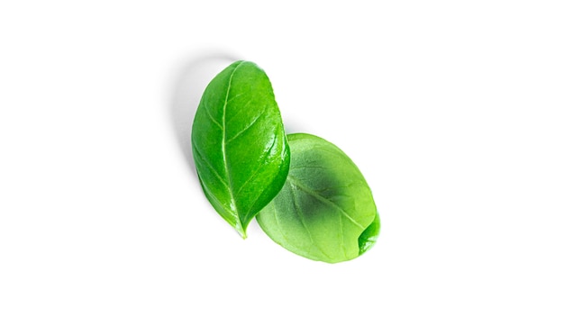 Basil isolated on a white background. Fresh basil leaves. High quality photo