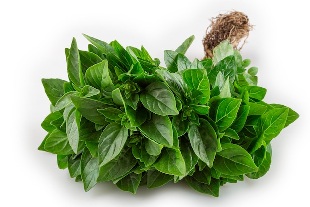 Basil isolated on white background