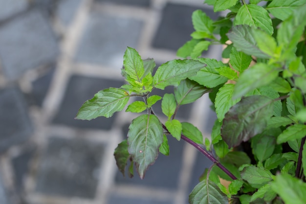 Basil leaf,Home herbal garden with Label, Nontoxic clean plant, Organic vegetables for food.