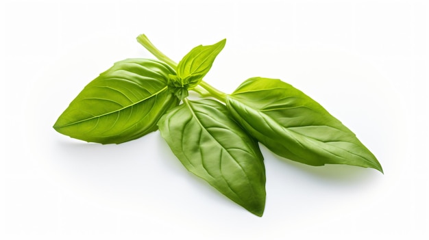 Basil leaf isolated on a white background