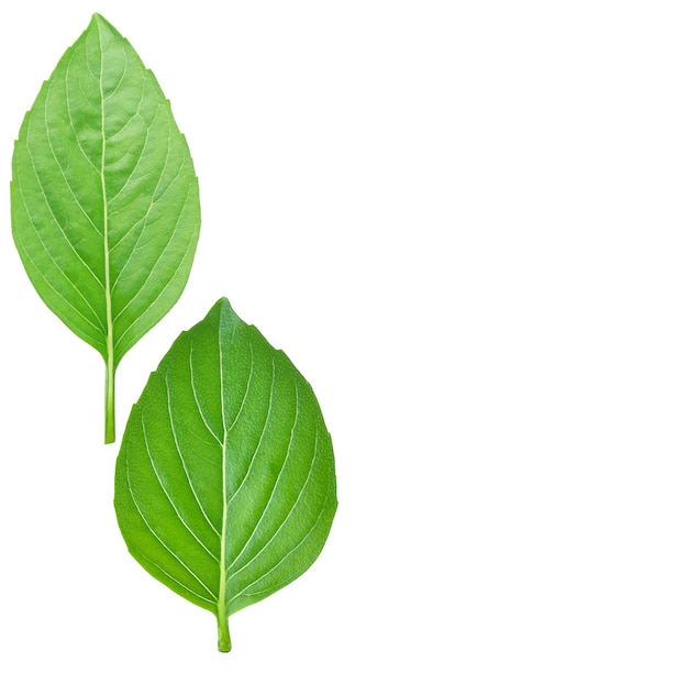 Basil leaf isolated on white background