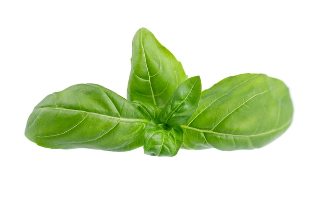 Basil leaf isolated on white, close up. Fresh basil herb.