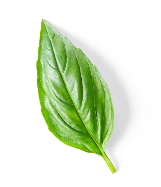 Basil leaf isolated