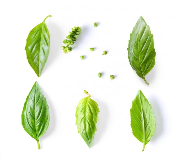 Photo basil leaf isolated