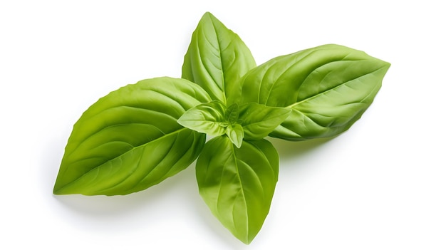 Basil leaf on white background