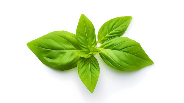 Basil leaf on white background